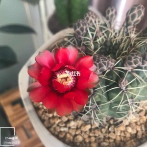 绯花玉多久浇一次水 绯花玉需多久浇水一次？
