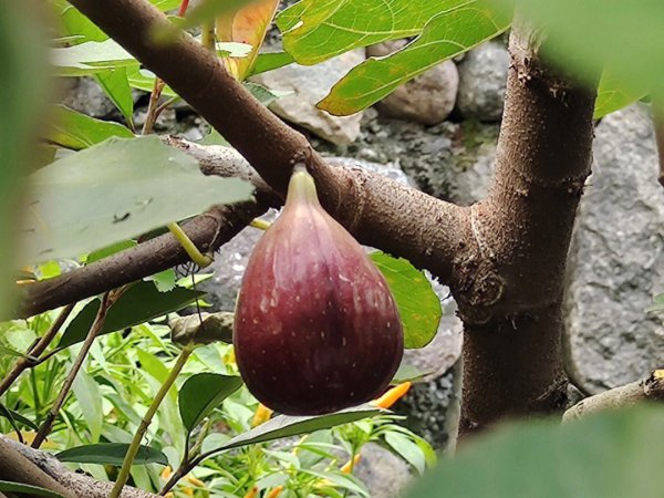 无花果树可以种在家门口吗