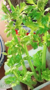 芹菜多久浇一次水 芹菜需间隔多久浇水？