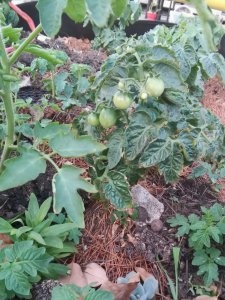 番茄苗多久浇一次水 番茄苗需定期浇水