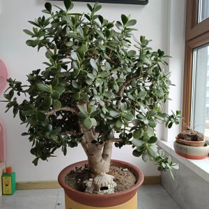 燕子掌什么时候剪枝合适 燕子掌何时修剪最合适？