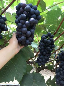 夏黑葡萄北方可以种吗 夏黑葡萄在北方适合种植吗？