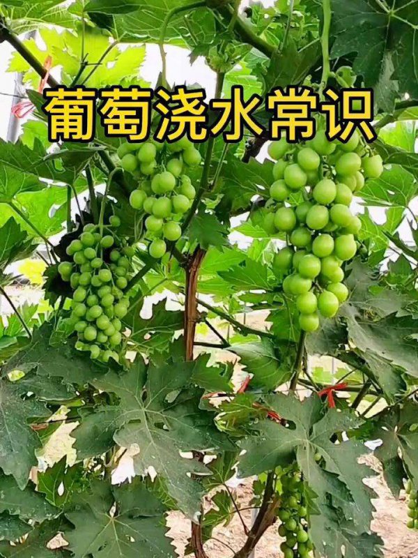 葡萄树多久浇一次水