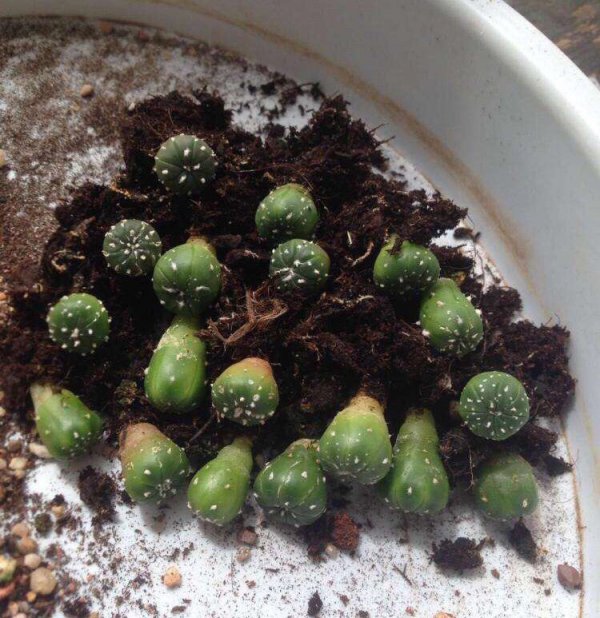 仙人球几天浇一次水最好