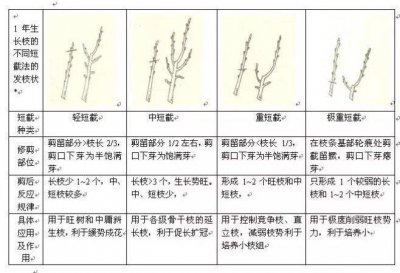 果树什么时候剪枝最好 何时是修剪果树的最佳时机？