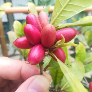 神秘果几年结果实 神秘果多年成果实现
神秘果多年成就显现