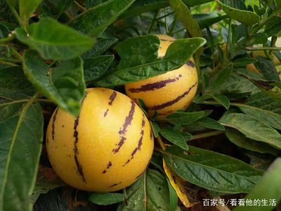 人参果可以种在家门口吗 人参果适合在家门口种植吗？