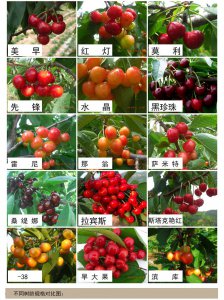 车厘子树几年结果实 车厘子树多少年结果实？