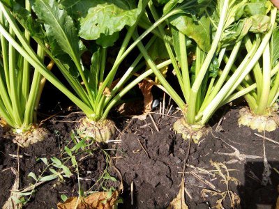 甜菜南方可以种吗 甜菜适合在南方种植吗？