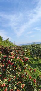 山楂树北方可以种吗 山楂树在北方地区可栽种吗？