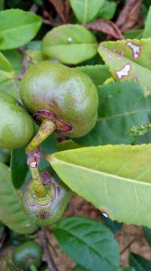 山茶树几年结果实 山茶树几年能结果实？