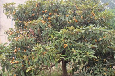 枇杷树北方可以种吗 北方地区适合种植枇杷树吗？
