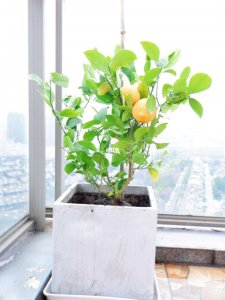 柠檬树可以种在家门口吗 家门口适合种植柠檬树吗？