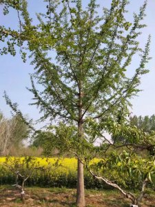 白果树可以种在家门口吗 家门口适合种植白果树吗？