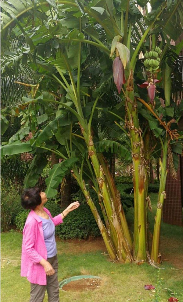 芭蕉树几年结果实