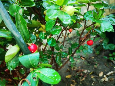 巴西甜樱桃几年结果实 巴西樱桃几年开花结果实？