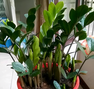 仙人掌可以种在家门口吗 家门口适合种植仙人掌吗？