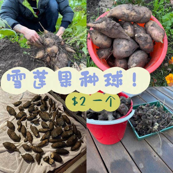 雪莲果北方可以种吗