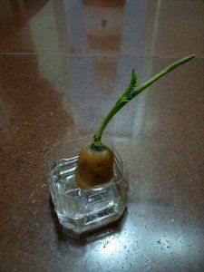 胡萝卜几天浇一次水最好 胡萝卜需每隔几天浇水最佳