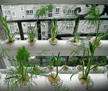 茴香多久浇一次水 茴香需要多久浇水一次？