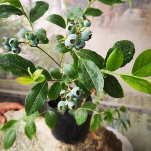 甜心蓝莓南方可以种吗 蓝莓甜心适合南方种植吗？