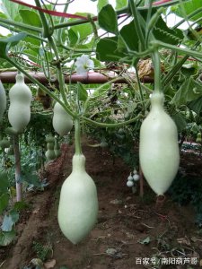 葫芦南方可以种吗 葫芦在南方可以生长吗？