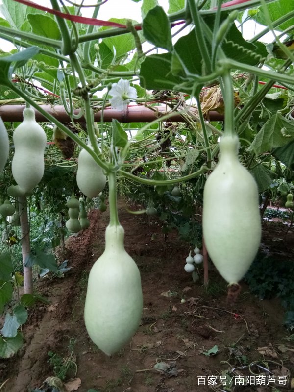 葫芦南方可以种吗