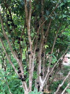 树葡萄北方可以种吗 北方适合种植树葡萄吗？