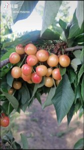 黄蜜樱桃南方可以种吗 黄蜜樱桃适合南方种植吗？