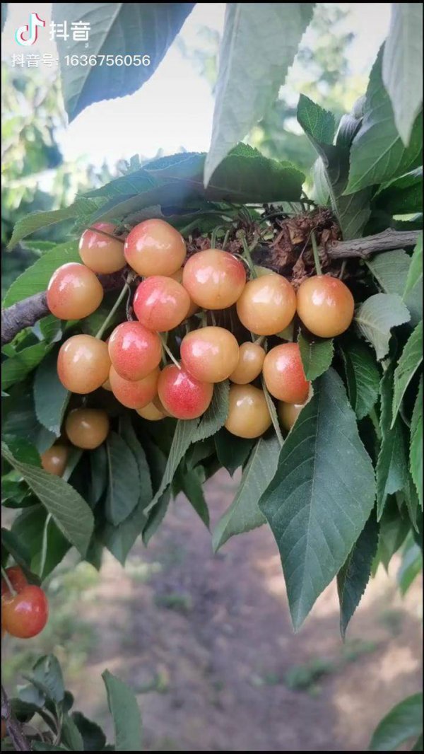 黄蜜樱桃南方可以种吗