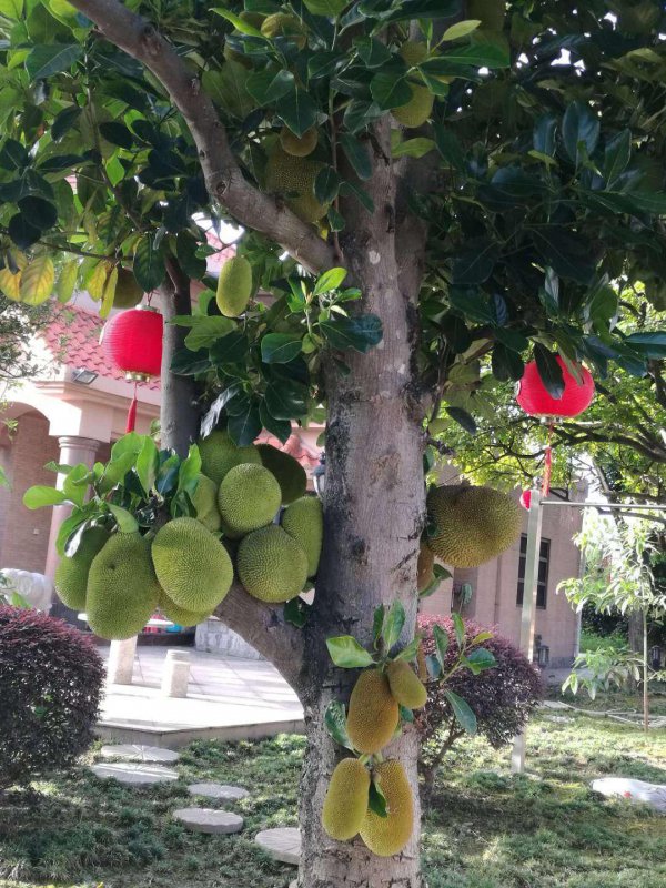 菠萝蜜可以种在家门口吗