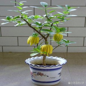 佛手北方可以种吗 佛手果能在北方种植吗？