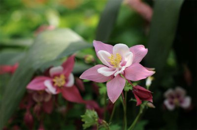 耧斗菜可以地栽吗 耧斗菜适合在土壤中种植吗？
