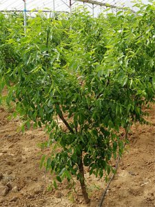 枣树南方可以种吗 枣树适合南方种植吗？