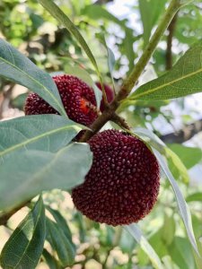 杨梅在北方可以种吗 北方地区适合种植杨梅吗？