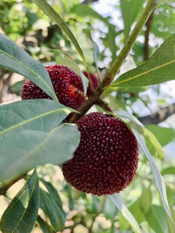 杨梅在北方可以种吗