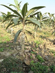 枇杷北方可以种吗 北方地区适合种植枇杷吗？