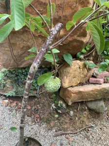 释迦果南方可以种吗 释迦果南方适宜种植吗？