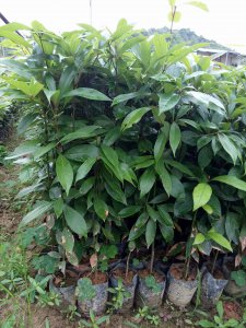金丝楠木南方可以种吗 金丝楠木适合在南方种植吗？