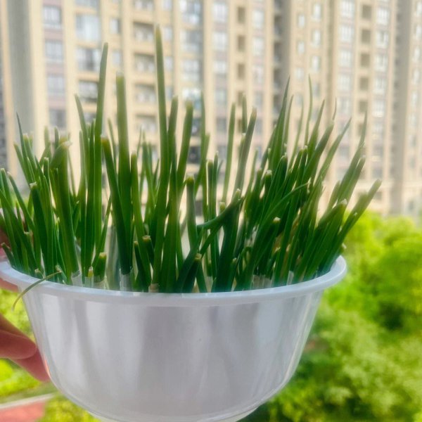 葱几天浇一次水最好