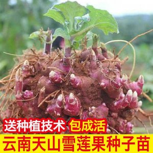 雪莲果南方可以种吗 雪莲果适合在南方种植吗？