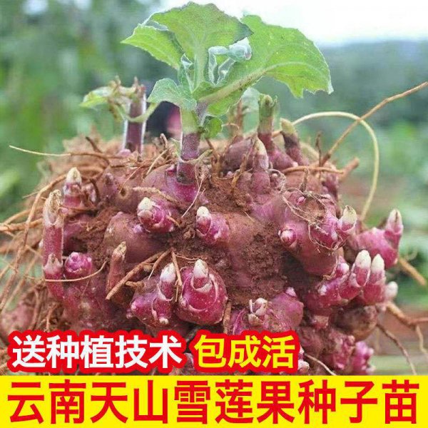 雪莲果南方可以种吗