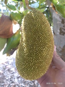 菠萝蜜南方可以种吗 菠萝蜜在南方适合生长吗？