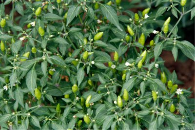 小米辣北方可以种吗 小米辣北方适合在北方种植吗？