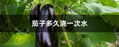 茄子几天浇一次水最好 茄子水需保持稳定每几天浇水最合适？