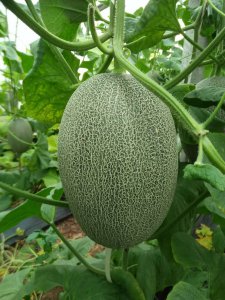 哈密瓜南方可以种吗 哈密瓜在南方适合种植吗？