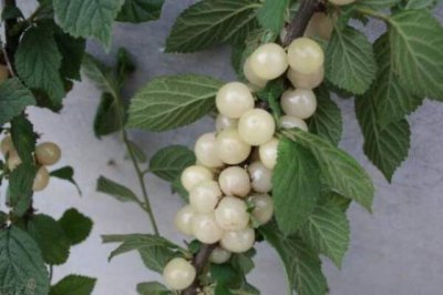 白玉樱桃南方可以种吗 白玉樱桃在南方适合种植吗？