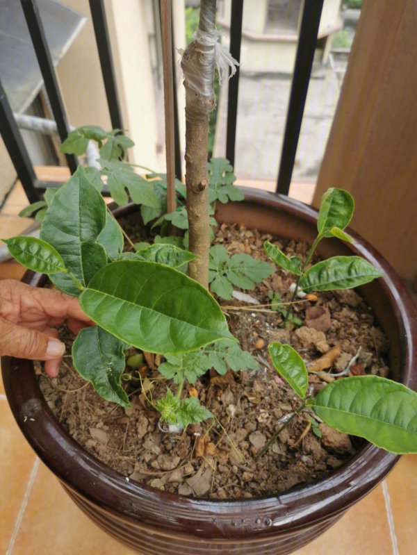 榴莲树苗北方可以种吗
