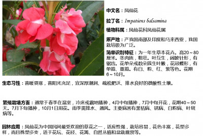 凤仙花几天浇一次水最好 凤仙花最佳浇水频率是多久一次？