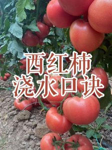 西红柿几天浇一次水最好 西红柿最好隔几天浇一次水？